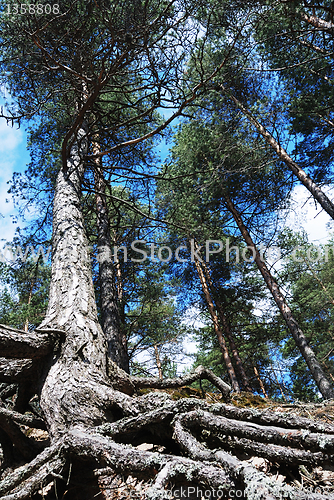 Image of tall pine with overgrown tree roots, vertical 
