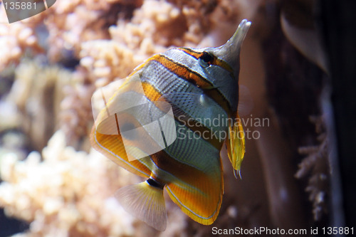 Image of Oceanario de Lisboa