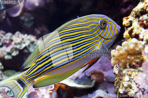 Image of Oceanario de Lisboa