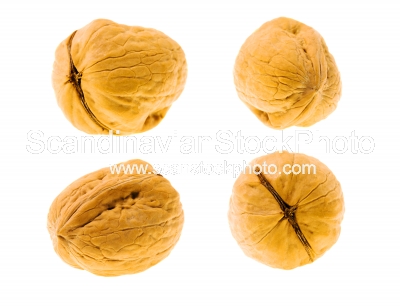 Image of Walnut (isolated)