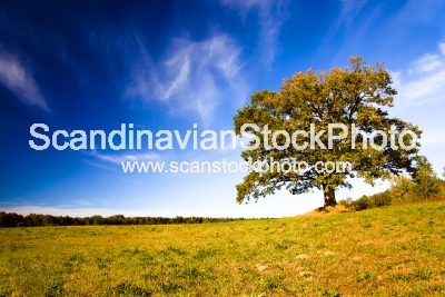 Image of oak growing in the field