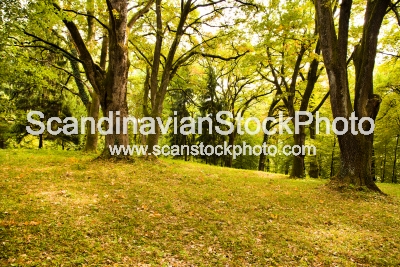 Image of Autumn in park