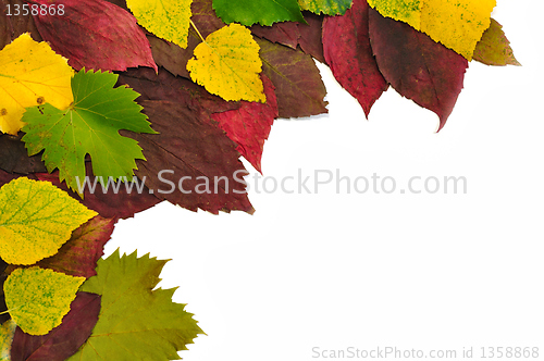 Image of Autumn leaves
