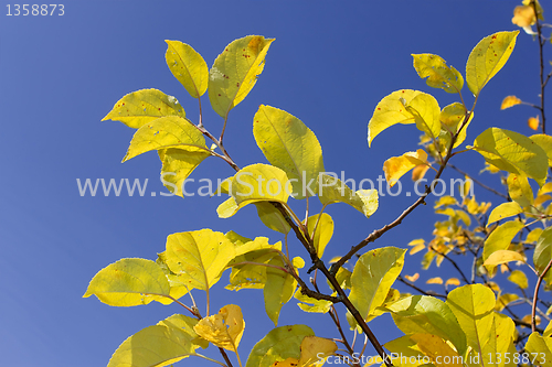 Image of Yellow apple leaves