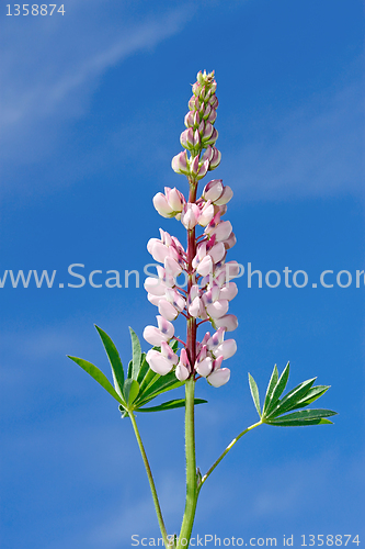 Image of Lupine flower