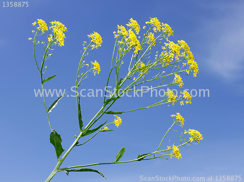 Image of Crucifer yellow flowers