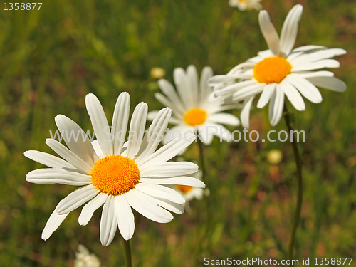 Image of Wild daisies