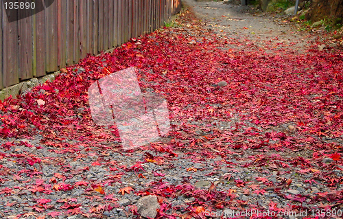 Image of Autumn path