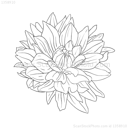 Image of floral design element and hand-drawn , vector illustration