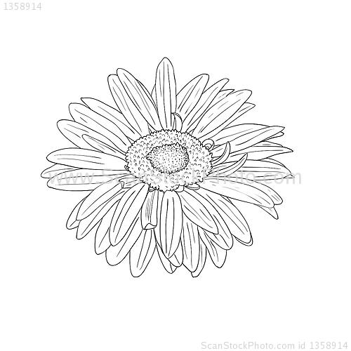 Image of floral design element and hand-drawn , vector illustration