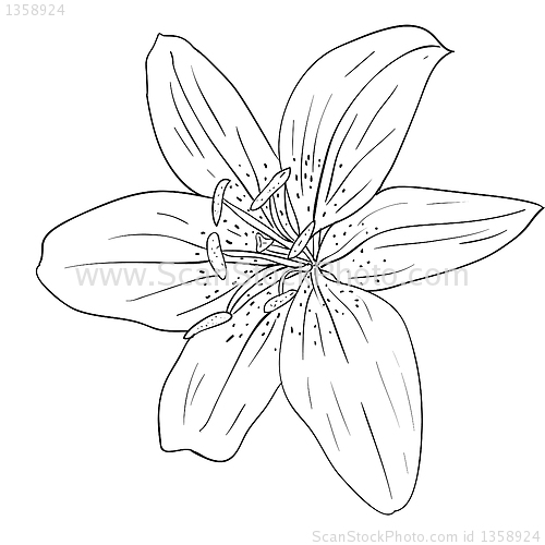 Image of floral design element and hand-drawn , vector illustration