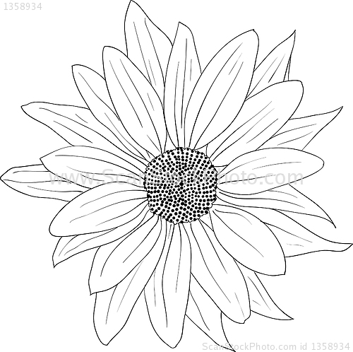 Image of floral design element and hand-drawn , vector illustration