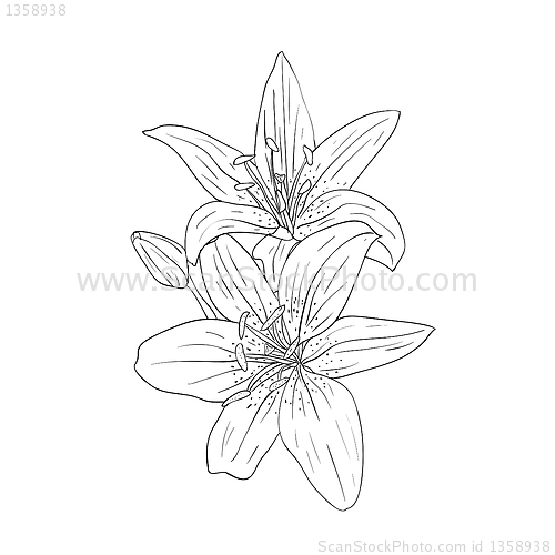 Image of floral design element and hand-drawn , vector illustration