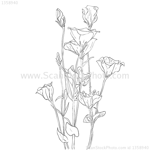 Image of floral design element and hand-drawn , vector illustration