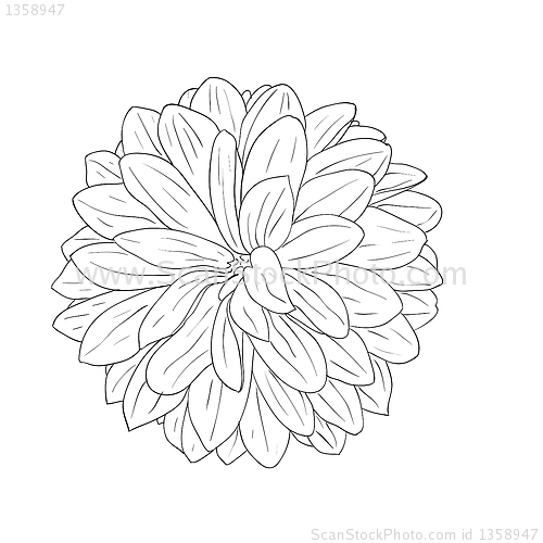 Image of floral design element and hand-drawn , vector illustration