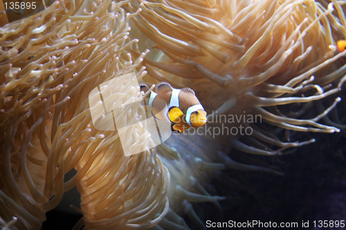 Image of Oceanario de Lisboa - Nemo