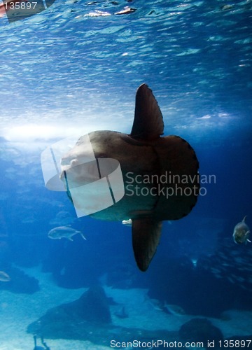 Image of Oceanario de Lisboa