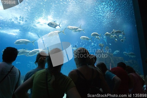 Image of Oceanario de Lisboa