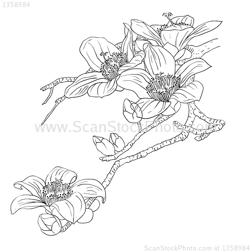 Image of tender twig blossoming orchids on a light background 