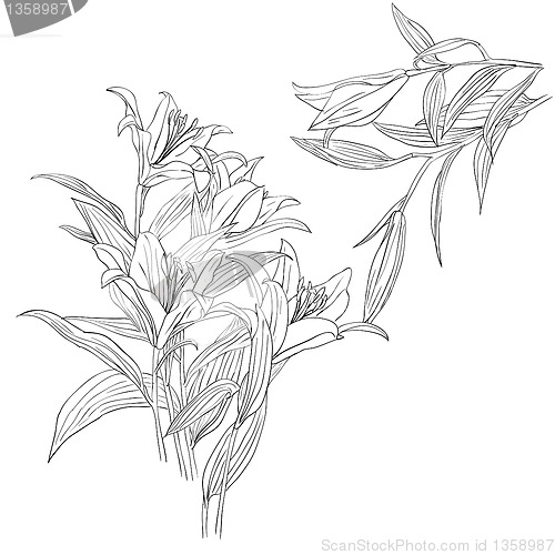 Image of floral design element and hand-drawn , vector illustration