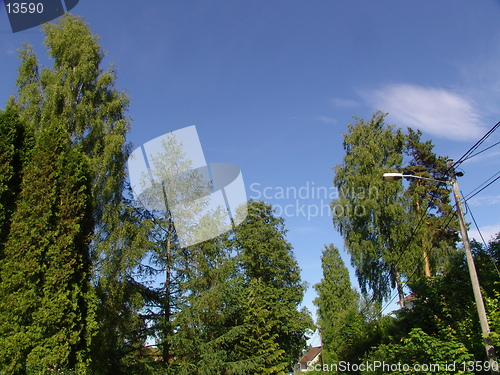 Image of forrest