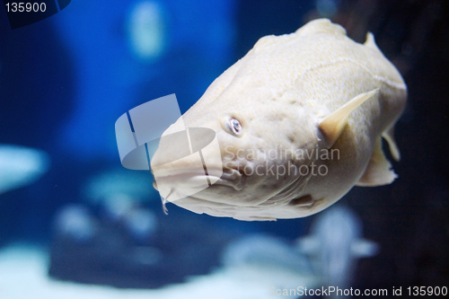 Image of Oceanario de Lisboa, cod