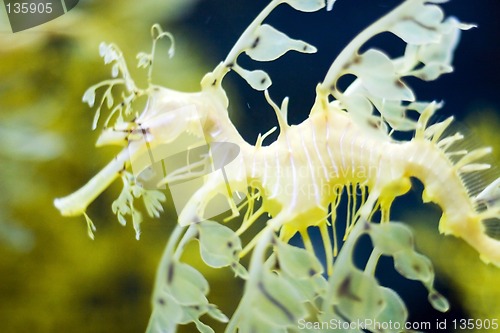 Image of Oceanario de Lisboa