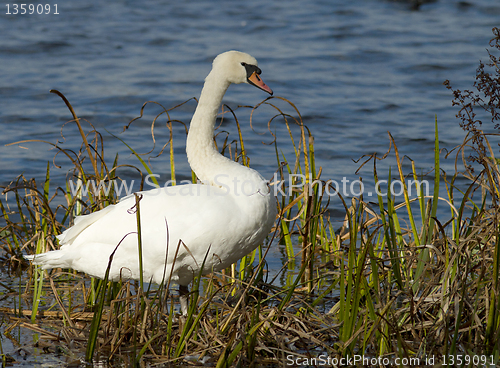 Image of Muted Swan