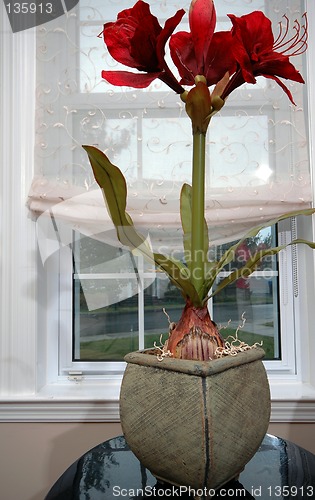 Image of atificial flower in living room