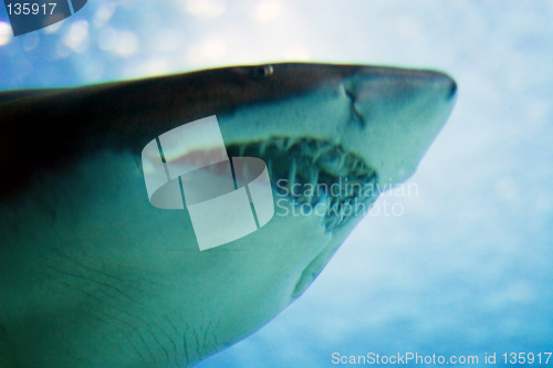 Image of Oceanario de Lisboa