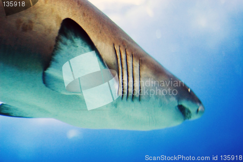 Image of Oceanario de Lisboa