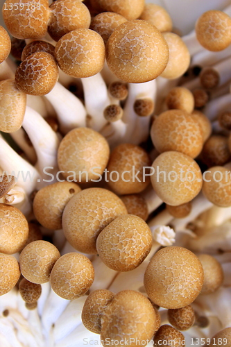 Image of Mushrooms King Trumpet
