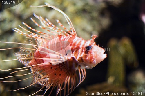 Image of Oceanario de Lisboa