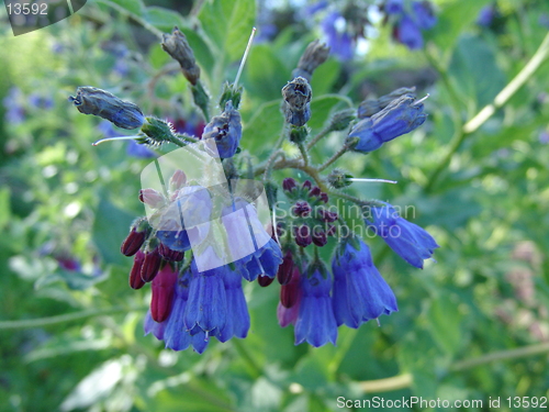 Image of blue flowers