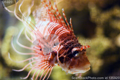 Image of Oceanario de Lisboa