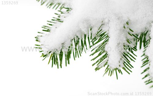 Image of snow on a fir tree branch