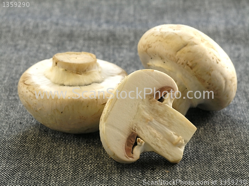 Image of fresh champignon 