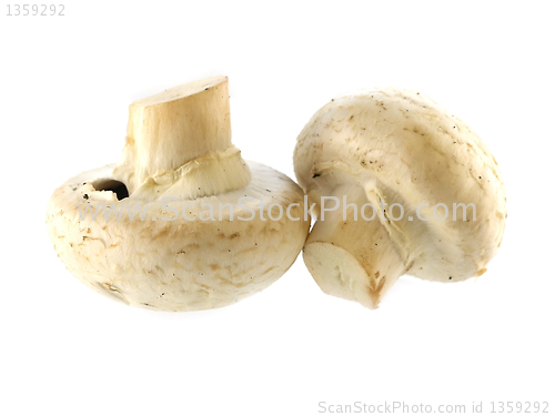 Image of fresh champignon 