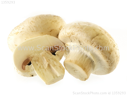 Image of fresh champignon 