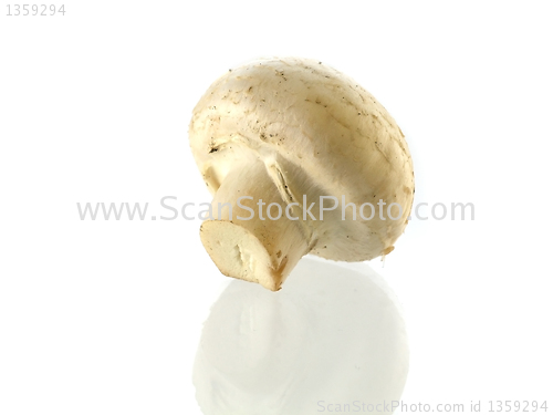 Image of fresh champignon 