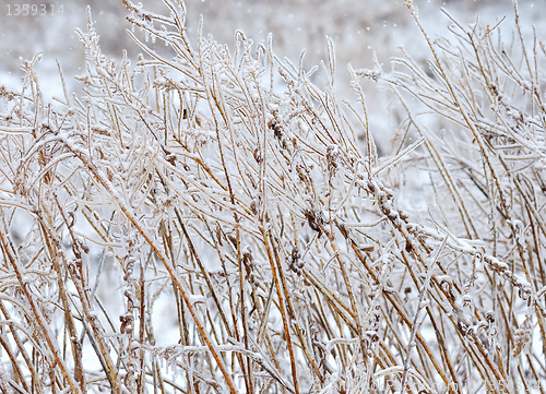 Image of winter background