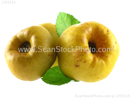 Image of quince