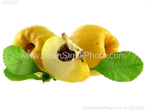 Image of quince