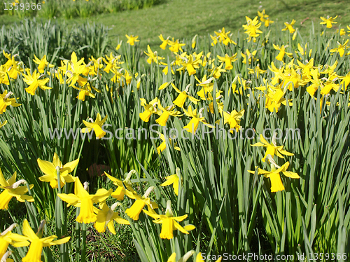 Image of Daffodils picture