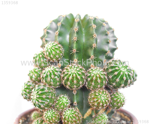 Image of Cactus picture