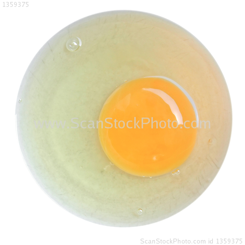 Image of Egg picture