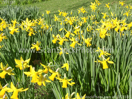 Image of Daffodils