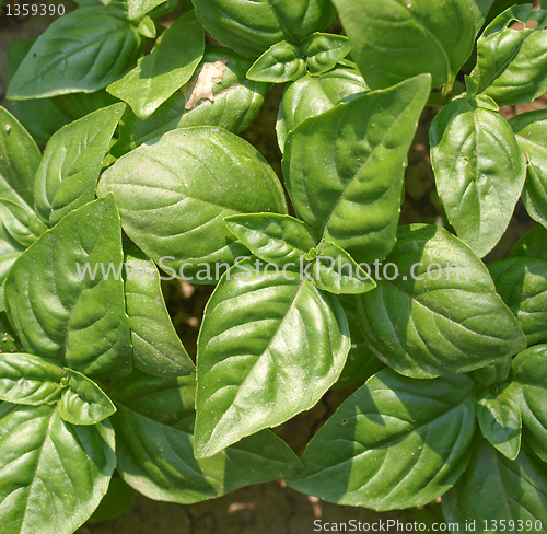 Image of Basil picture