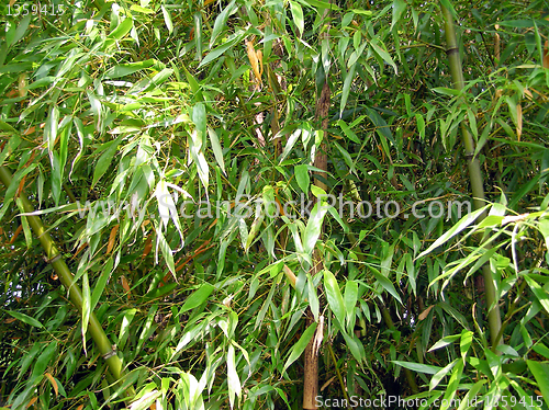 Image of Bamboo