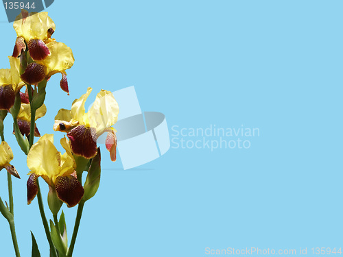 Image of Irises